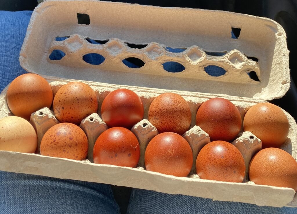 farm fresh eggs
